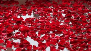 Rose Petals